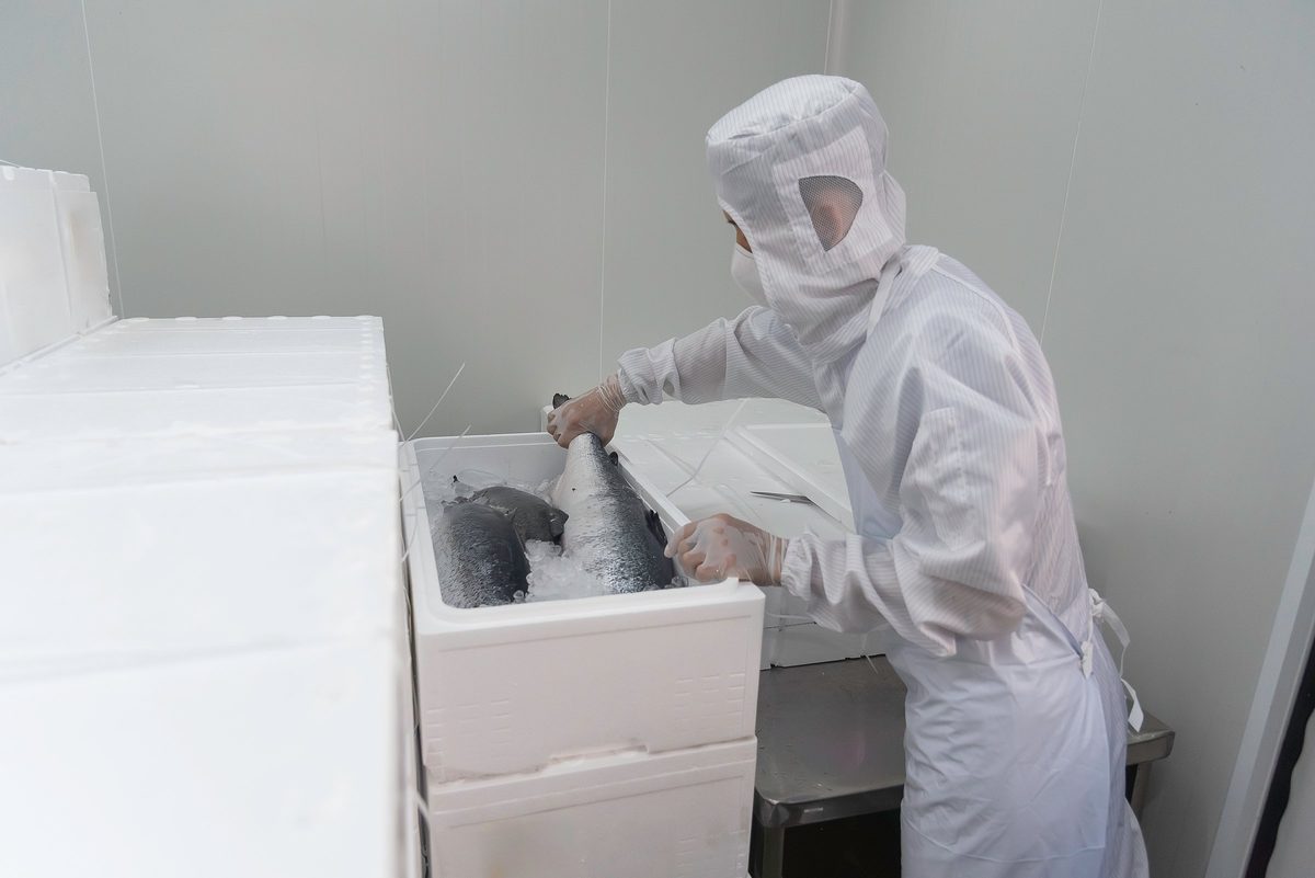 Quality-control staff inspecting fish on a cold-storage production line